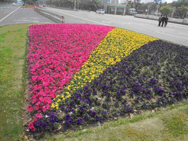 草本花卉在園林綠化中的應用及配植 草本花卉在園林綠化中的應用及配植