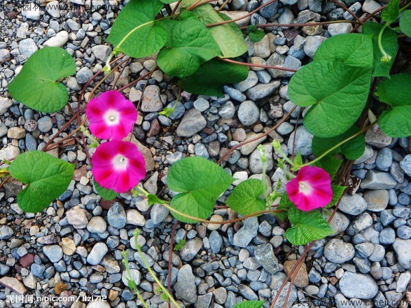 牽?；ǚN子發(fā)芽出苗開花圖片