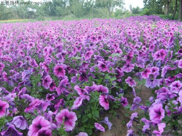 牽?；ǚN子發(fā)芽出苗開花圖片