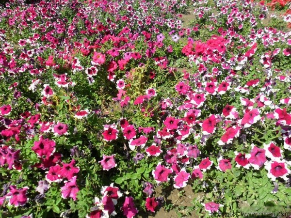 牽?；ǚN子發(fā)芽出苗開花圖片