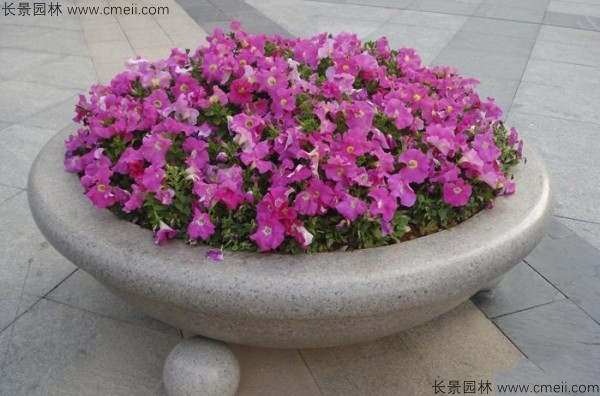 牽?；ǚN子發(fā)芽出苗開花圖片