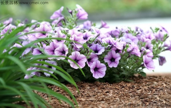 牽?；ǚN子發(fā)芽出苗開花圖片