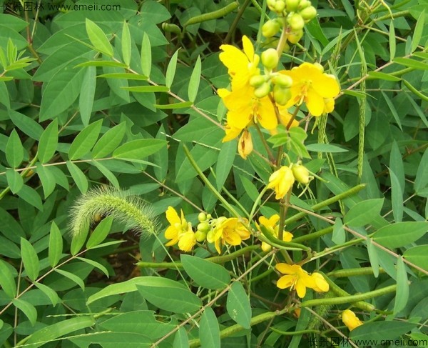 蛇滅門種子開(kāi)花發(fā)芽出苗圖片