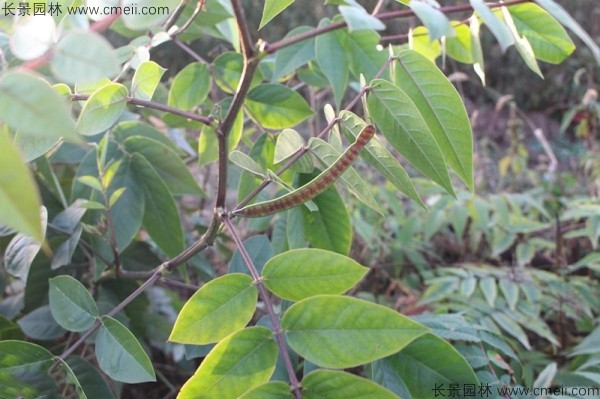 蛇滅門種子開(kāi)花發(fā)芽出苗圖片