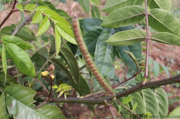蛇滅門種子開(kāi)花發(fā)芽出苗圖片
