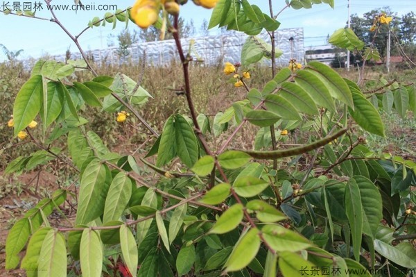 蛇滅門種子開(kāi)花發(fā)芽出苗圖片