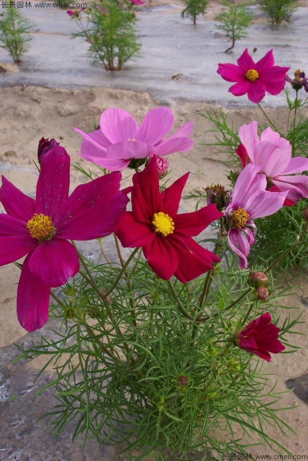 格?；ǚN子發(fā)芽出苗開花圖片