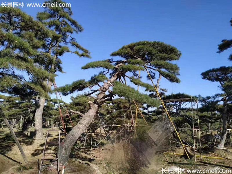 景觀樹(shù)造型黑松大型地景 景觀樹(shù)造型黑松大型地景